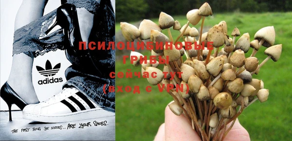ГАЛЛЮЦИНОГЕННЫЕ ГРИБЫ Алексин
