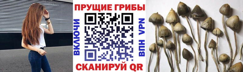Галлюциногенные грибы Magic Shrooms Суровикино